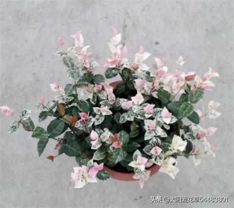 花葉絡石風水|花葉絡石怎麼養葉子才會色彩斑斕？｜種植方法及養護技巧分